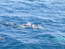 Залив Акаба. Дельфины.